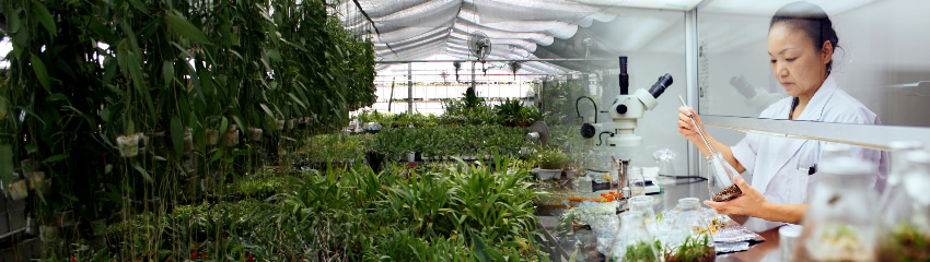 亜熱帯植物の調査研究