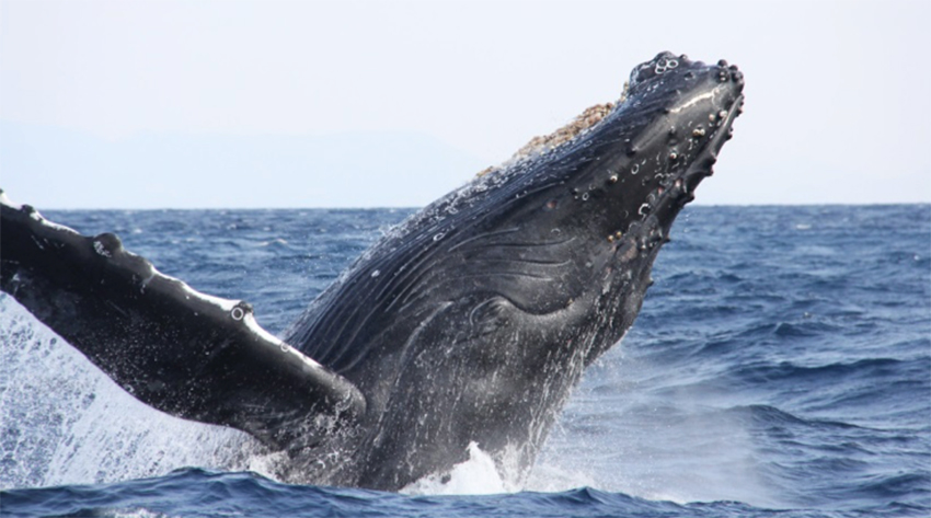 沖縄本島周辺海域で確認されたザトウクジラ