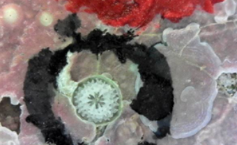 写真-2　サンゴの定着板（上：設置状況、下：回収した定着板。白い点が定着した稚サンゴ）