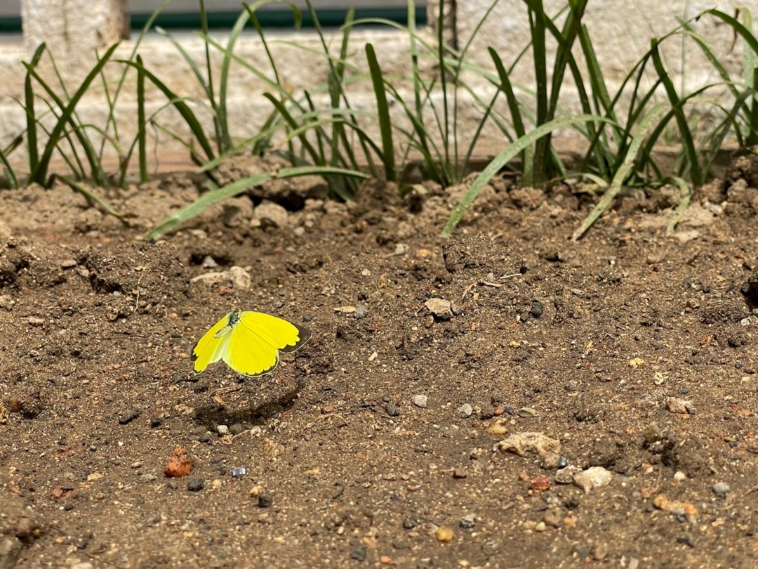 ある日の学校～黄色のチョウ～