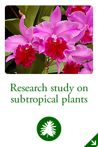 Research study on subtropical plants