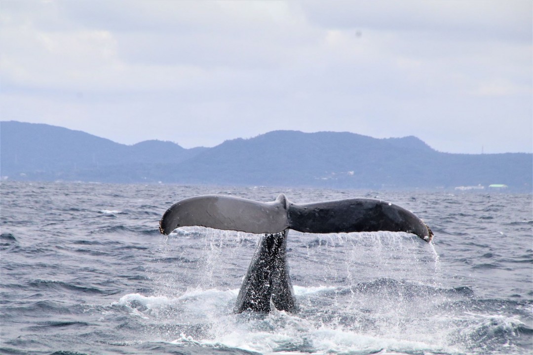 ザトウクジラ調査 | 一般財団法人 沖縄美ら島財団