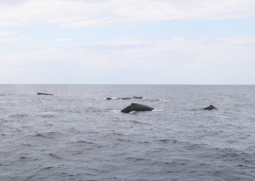 ザトウクジラ調査 | 一般財団法人 沖縄美ら島財団