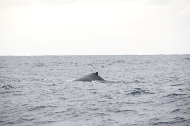 ザトウクジラ調査 | 一般財団法人 沖縄美ら島財団