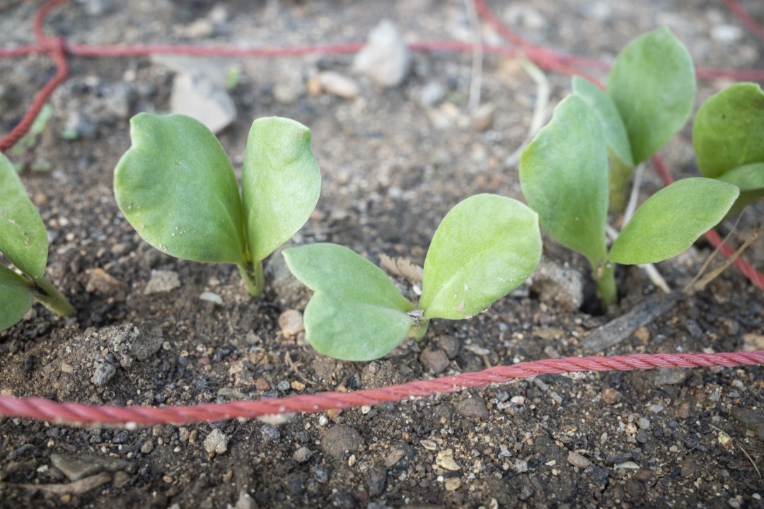 ベニバナが開花しました！