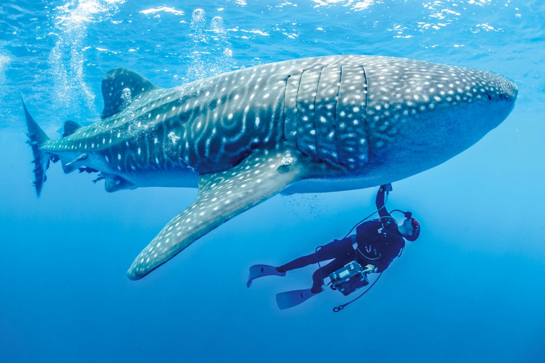 海洋生物の調査研究をイメージした、海を泳ぐクジラと魚のイラスト