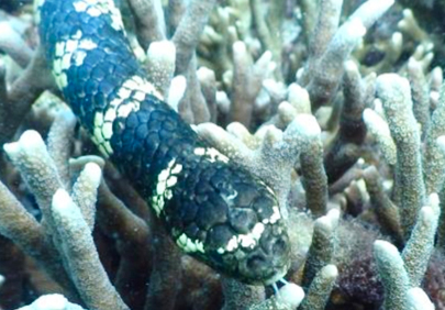 1/11開催！動物研究室　講演会　ウミヘビの謎～生活の場に海を選んだヘビのお話～