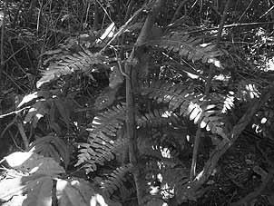 写真-17 ワラビツナギ（シノブ科）※絶滅危惧種