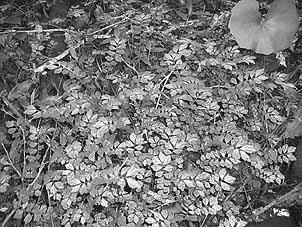 写真-19 クニガミサンショウヅル（イラクサ科）※絶滅危惧種