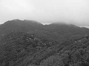 写真-24 雲霧がかかる山地頂上の周囲