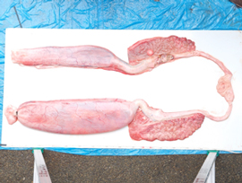 図-4　コギクザメの生殖器官（片側の子宮のみが機能している）