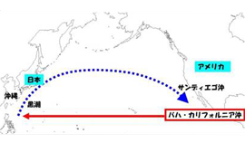 北太平洋のアカウミガメの回遊ルート （幼体から亜成体）