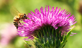 ミツバチの訪花特性の把握