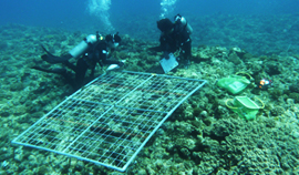 サンゴ礁モニタリング調査風景