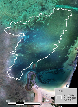 図-2　人工ビーチ北側の枝状コモンサンゴ群集。無人航空機で撮影した画像に、トレースしたGPSの軌跡を重ねた。