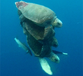 図-2　沖縄島本部半島沖で確認されたアカウミガメの交尾行動（上2頭は雄）