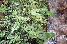 図-2-1-2 渓流植物のサイゴクホングウシダ
