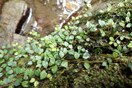 図-2-1-3 渓流植物のクニガミサンショウヅル
