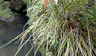 図-2-2-3 渓流植物のオキナワヒメナキリ