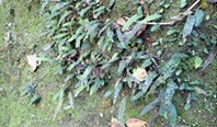図-2-2-4 渓流植物のヒメタカノハウラボシ