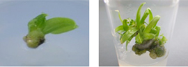 図-1 成長点培養を行い再生・増殖した植物体