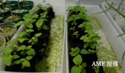 表-5　有機液肥と菌根菌がモロコシソウの葉色（SPAD）に及ぼす影響