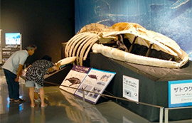 ３．鯨類相調査および骨格標本の活用