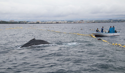 写真-2　混獲したザトウクジラの調査及び放流作業