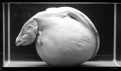 写真-2　「ホホジロザメ胎仔」の展示