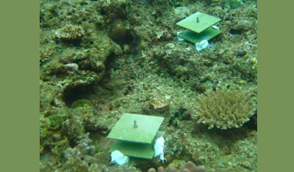 写真-2　サンゴの定着板（上：設置状況、下：回収した定着板。白い点が定着した稚サンゴ）