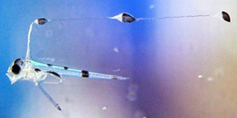 写真-3人工受精により誕生したリュウグウノツカイ仔魚