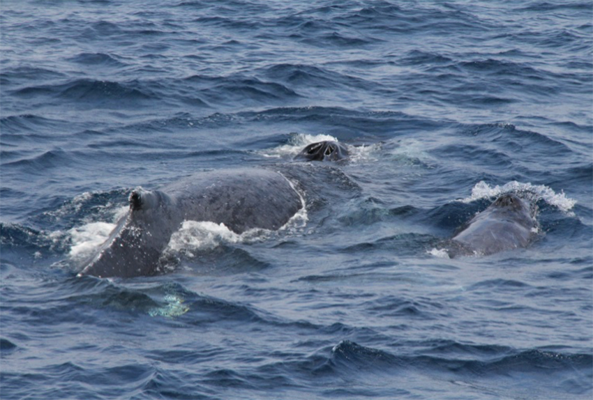 沖縄本島周辺海域で確認されたザトウクジラの親子