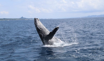 ブリーチ（ジャンプ）するザトウクジラ