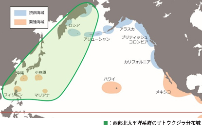 西部北太平洋系群のザトウクジラ分布域