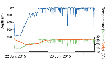 図2. ジンベエザメの深度と水温、その時の体温変化