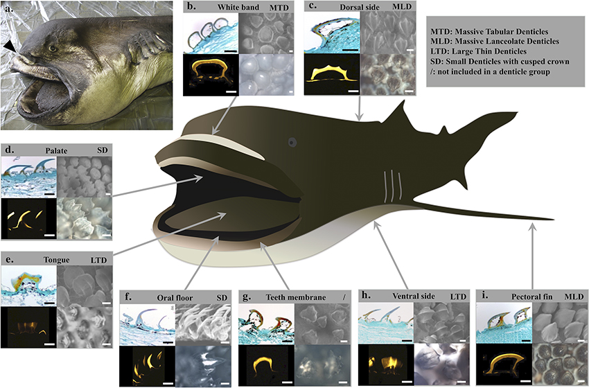 Megamouth Shark Teeth