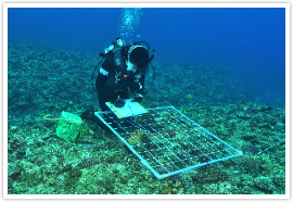 Research of coral reefs