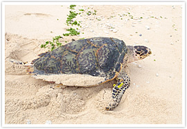 Research of sea turtle