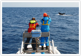 Research study on cetaceans