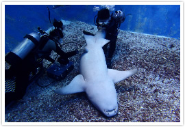 Ecological study on the reproduction of large scale elasmobranchs