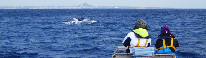 Surveys of the humpback whale