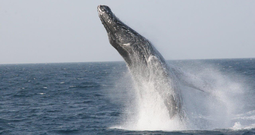 Identifying individuals by their flukes (a whale’s tail) 