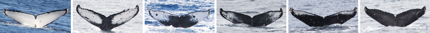 Identifying individuals by their flukes (a whale’s tail) 