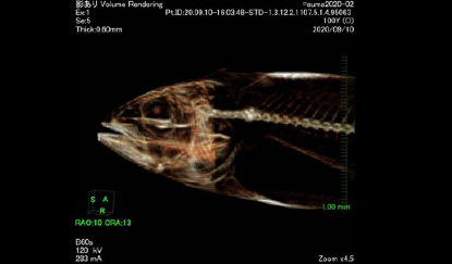 写真-2育成中に死亡したスマのX線断層診断画像。頭部後方の脊椎が損傷（矢印）していることから、水槽への激突死と推定される。