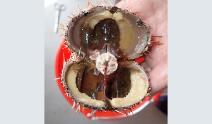 写真-5稚ウニから飼育したウニの内部。栄養細胞（白色の房状の部分）が発達している様子が見られる。