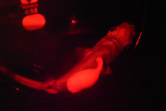 写真-1人工子宮装置内のヒレタカフジクジラの胎仔