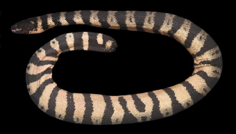 写真-3　全長1.7メートル「ヨウリンウミヘビ」