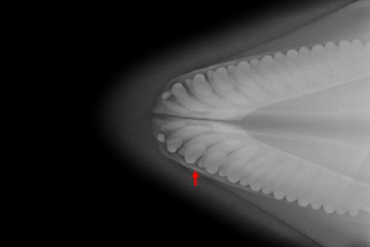 写真-4　オキゴンドウ下顎異物