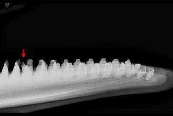 写真-5　ミナミバンドウイルカ歯の転位