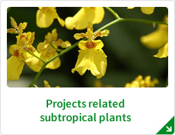 Projects related subtropical plants